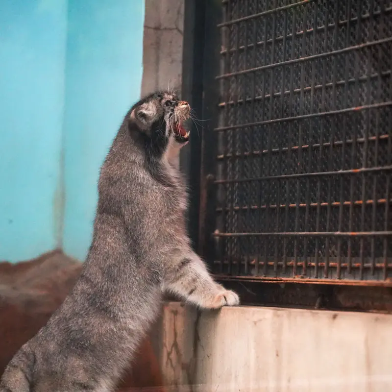 神戸市立王子動物園のイーリスの写真