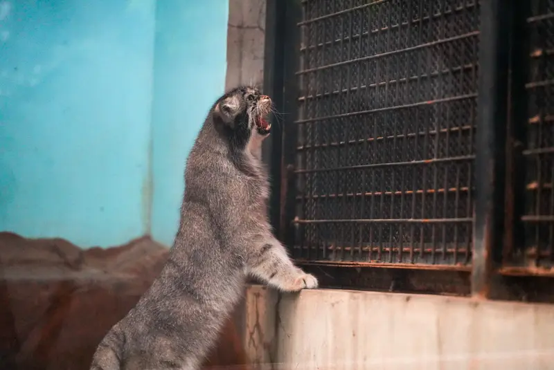 神戸市立王子動物園のイーリスの写真