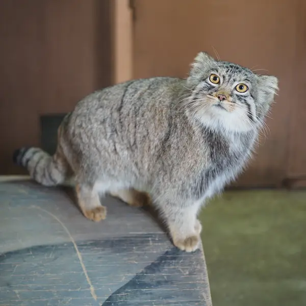 埼玉県こども動物自然公園のプリームラの写真