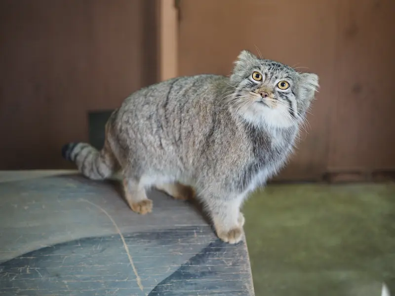 埼玉県こども動物自然公園のプリームラの写真