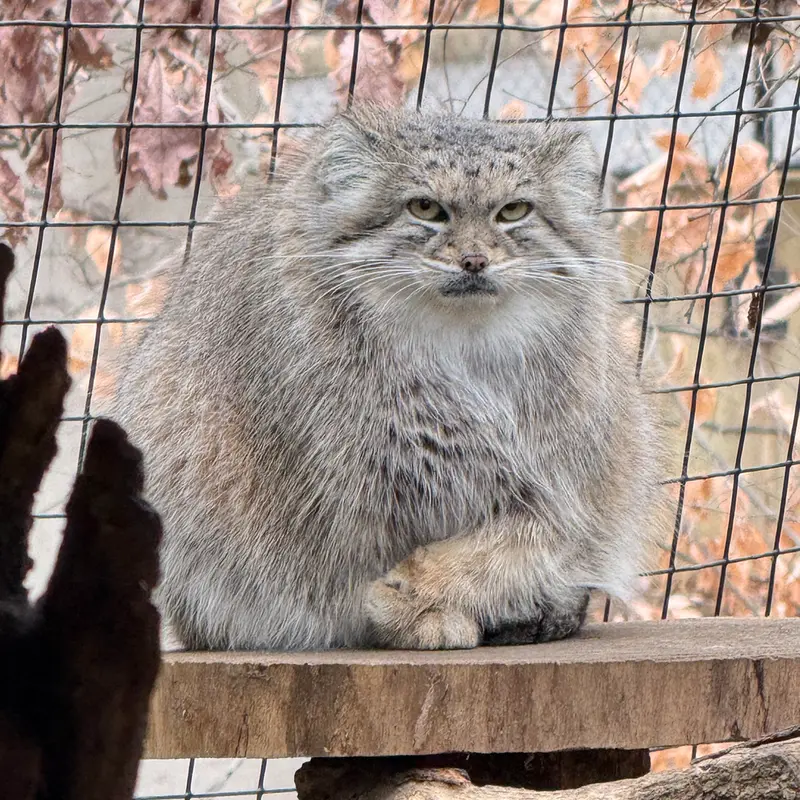 スミソニアン国立動物園のアカルの写真