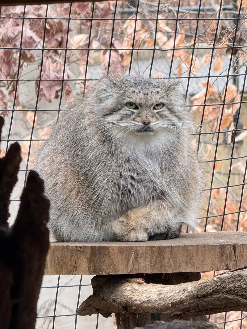スミソニアン国立動物園のアカルの写真