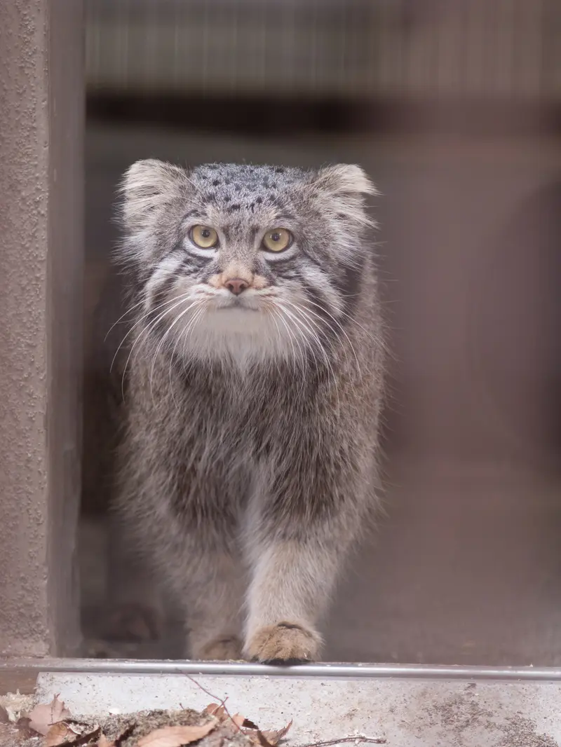 野毛山動物園のフィーガの写真