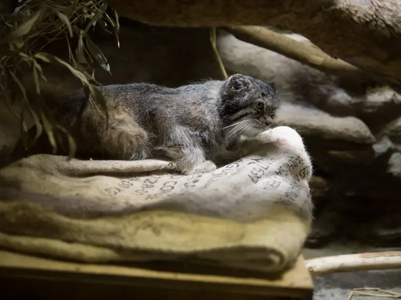 恩賜上野動物園のクリョンの写真
