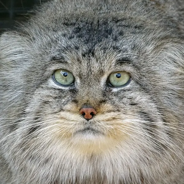 リガ動物園のビョルンの写真