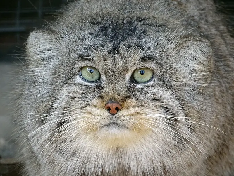 リガ動物園のビョルンの写真