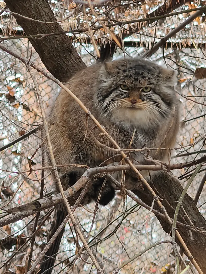 ノヴォシビルスク動物園のゾーシャの写真