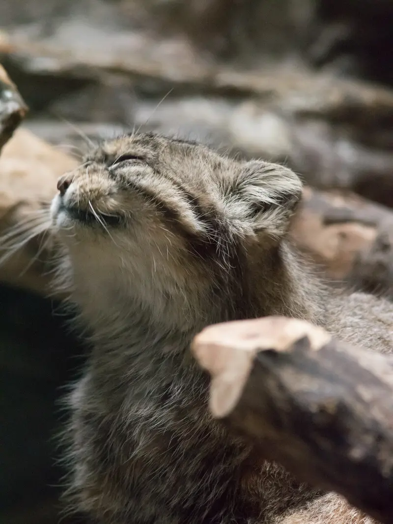 恩賜上野動物園のプリームラの写真