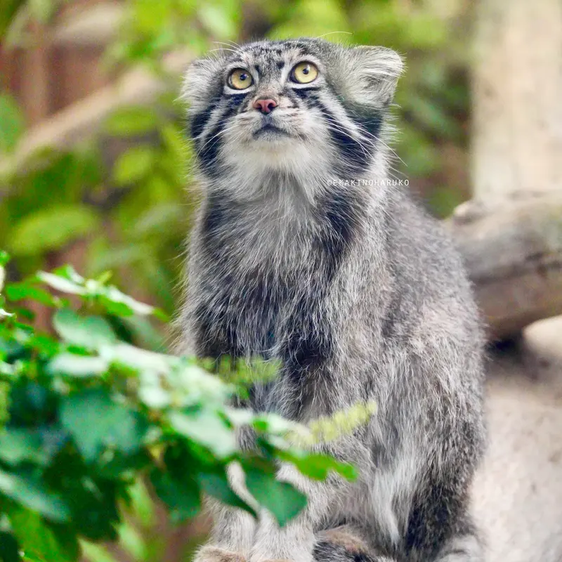 神戸どうぶつ王国のナルの写真