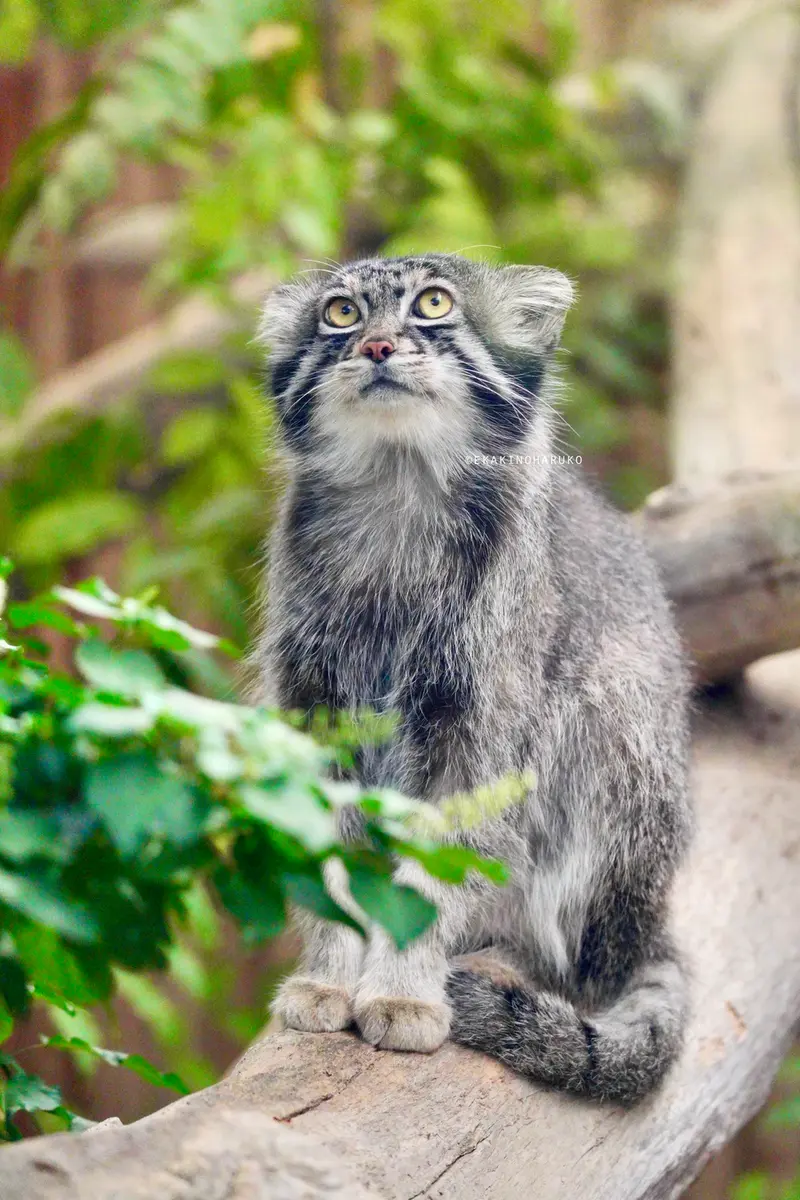 神戸どうぶつ王国のナルの写真