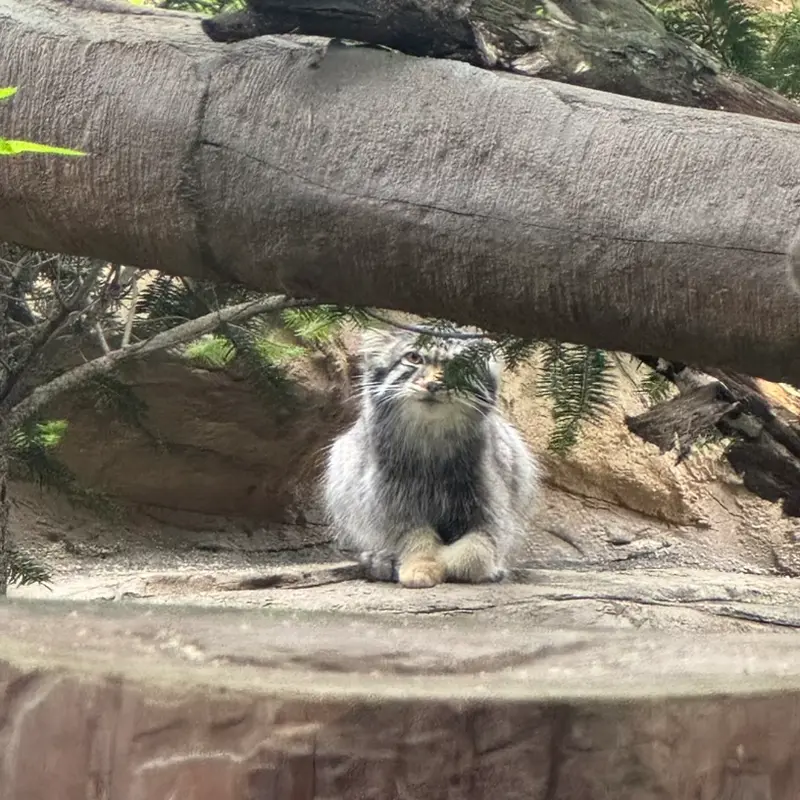 那須どうぶつ王国のナゴムの写真