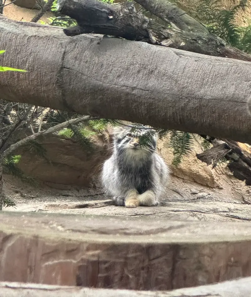 那須どうぶつ王国のナゴムの写真