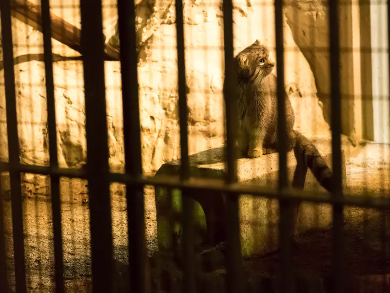 野毛山動物園のフィーガの写真