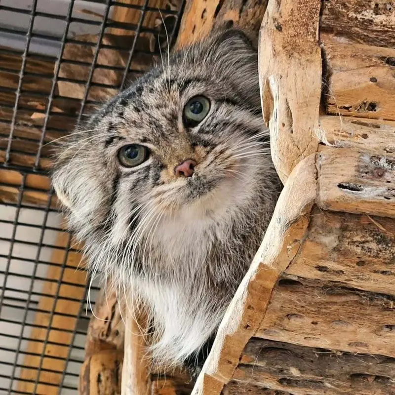 ミラー・パーク動物園のマヌルネコのノゾミ