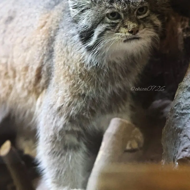 恩賜上野動物園のクリョンの写真