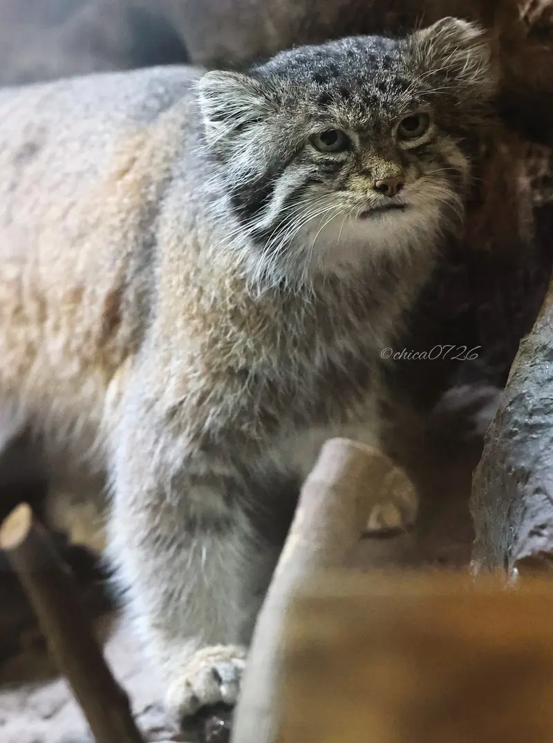 恩賜上野動物園のクリョンの写真