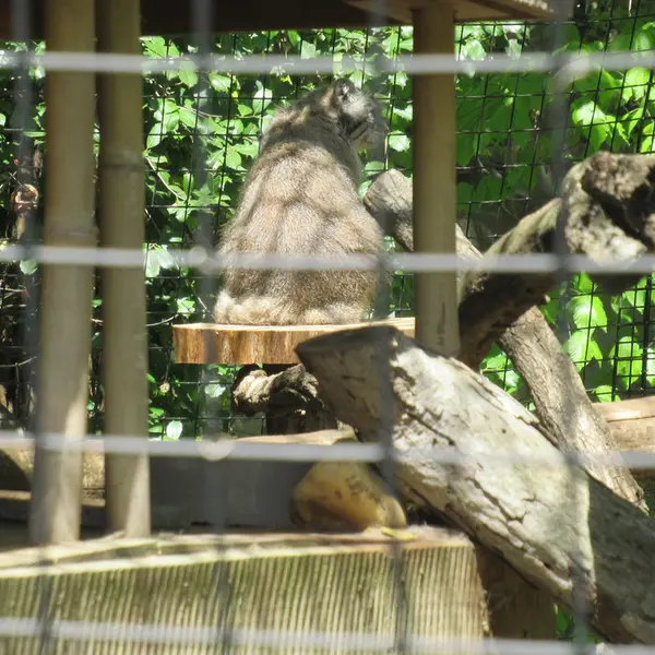 スミソニアン国立動物園のセバとアカルの写真