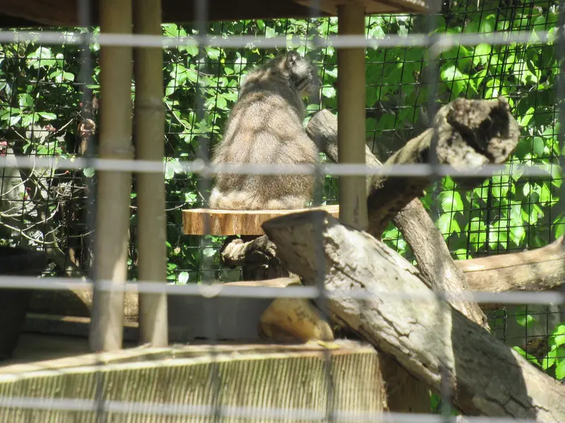 スミソニアン国立動物園のセバとアカルの写真