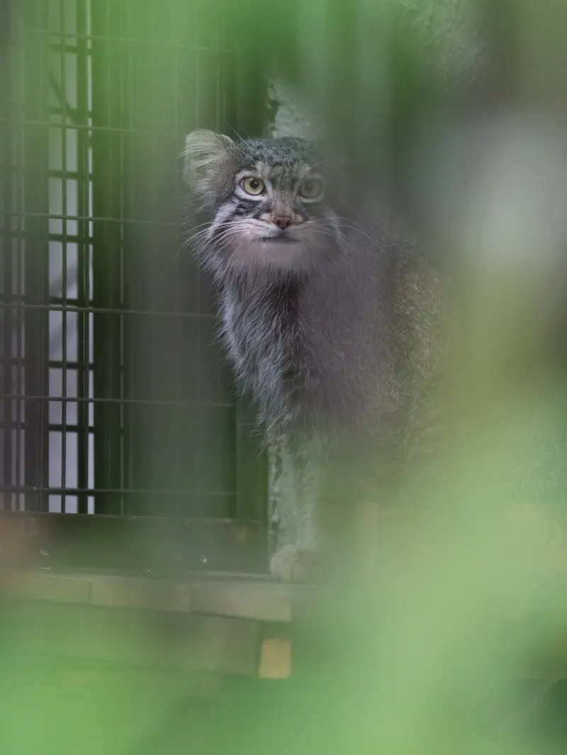 野毛山動物園のフィーガの写真
