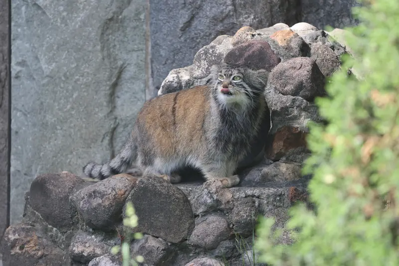 モスクワ動物園のティモフェイの写真