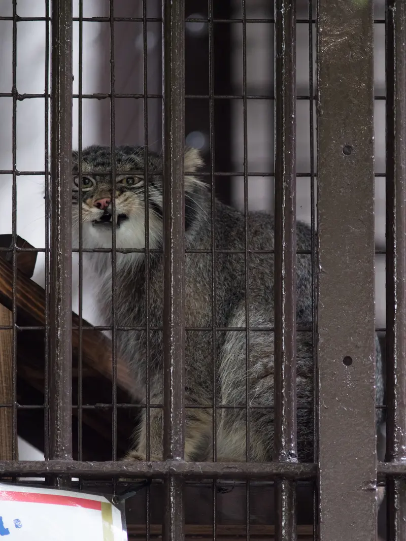 野毛山動物園のフィーガの写真