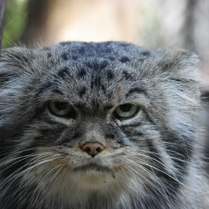 ノヴォシビルスク動物園のジョージの写真