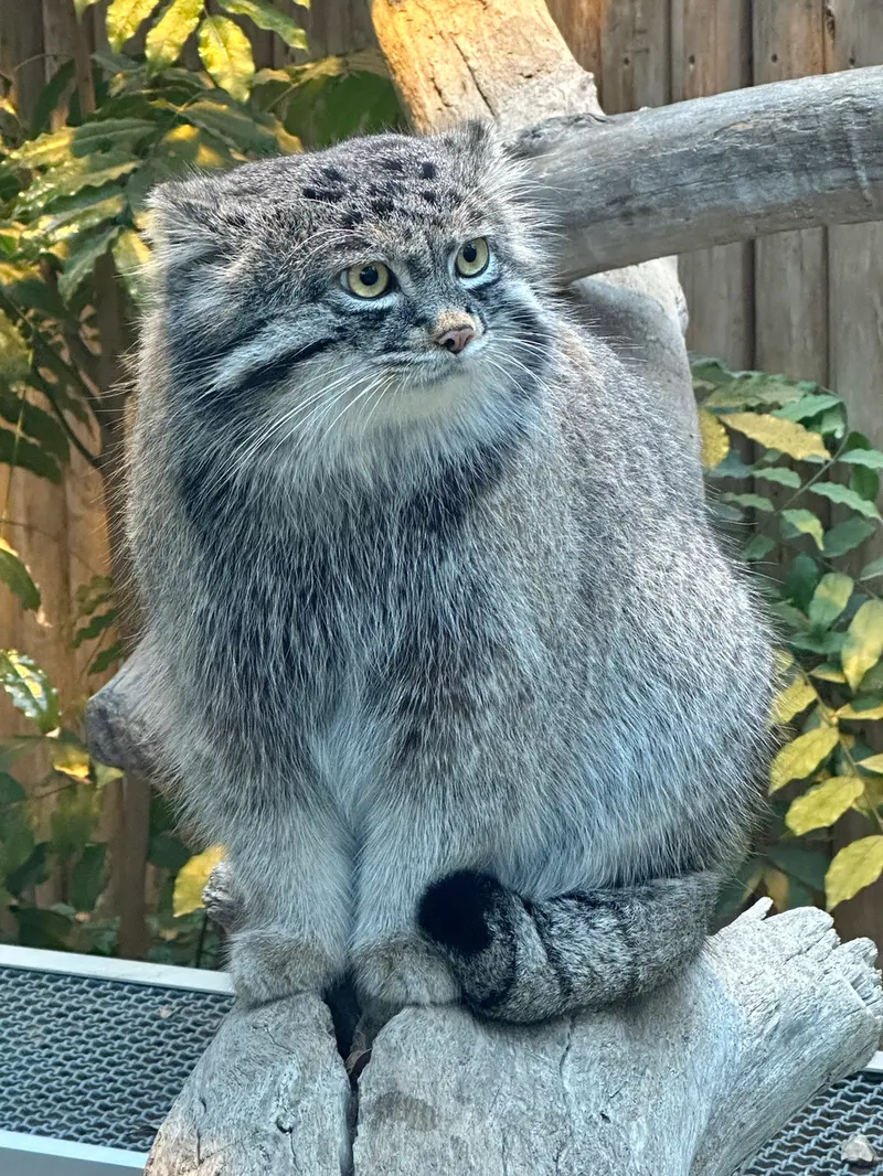 神戸どうぶつ王国のナルの写真
