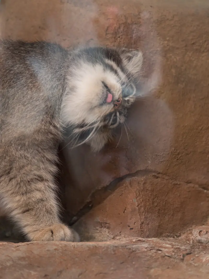 神戸市立王子動物園のイーリスの写真
