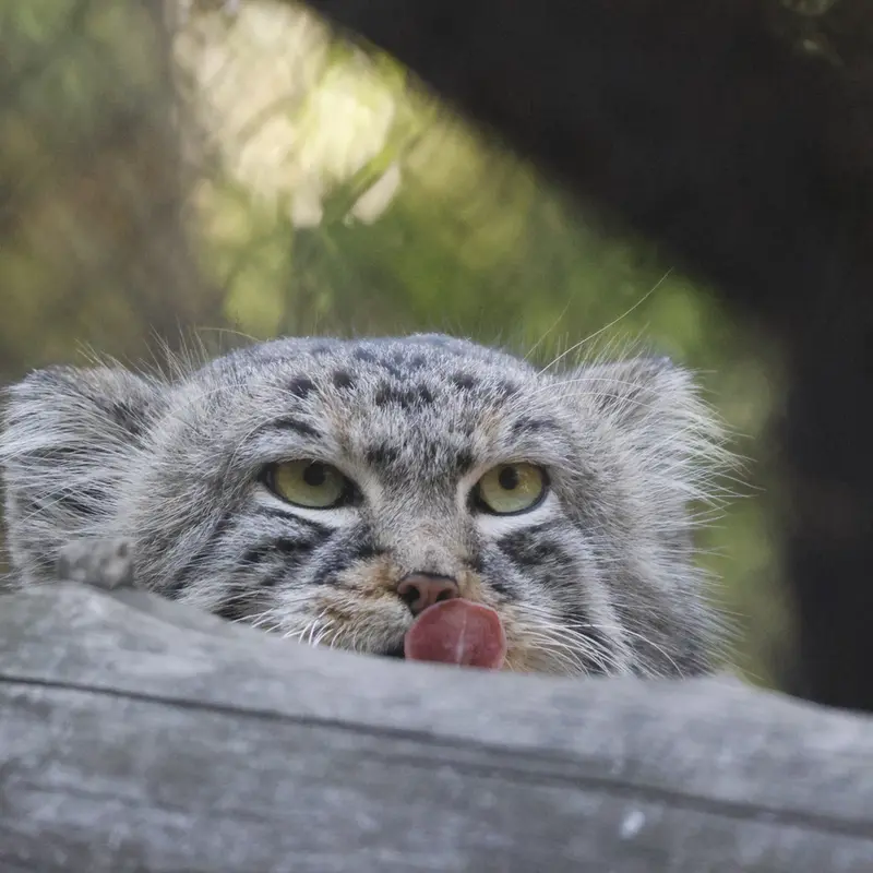 ノヴォシビルスク動物園のルフの写真