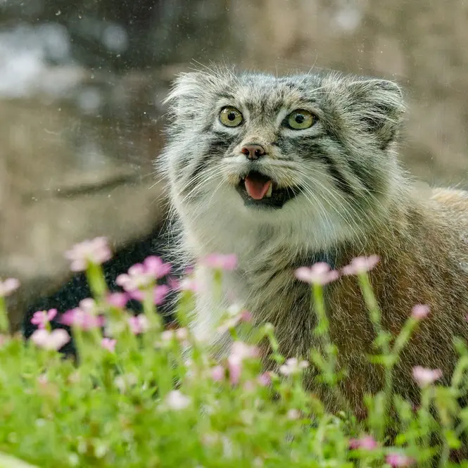 埼玉県こども動物自然公園のオリーヴァの写真