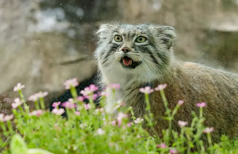 埼玉県こども動物自然公園のオリーヴァの写真