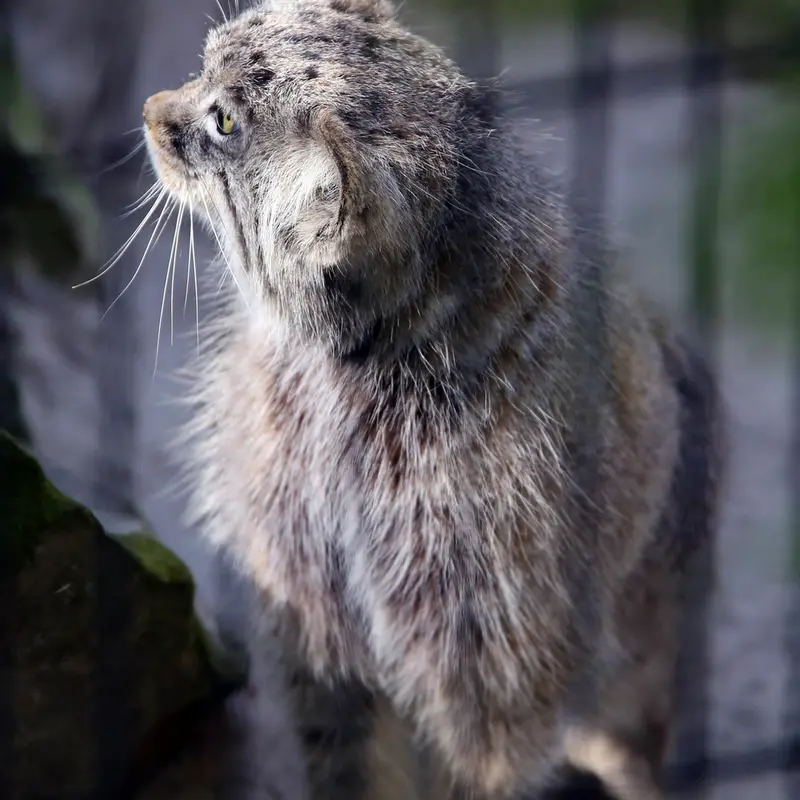 クラクフ動物園のツァスの写真