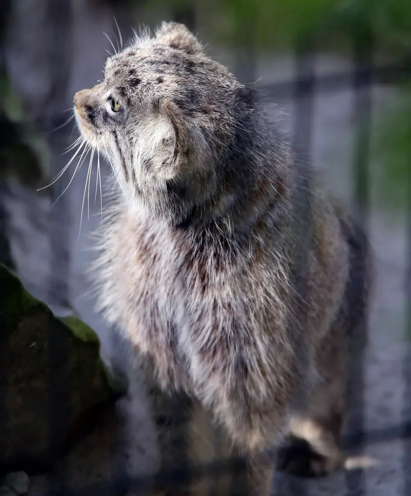 クラクフ動物園のツァスの写真