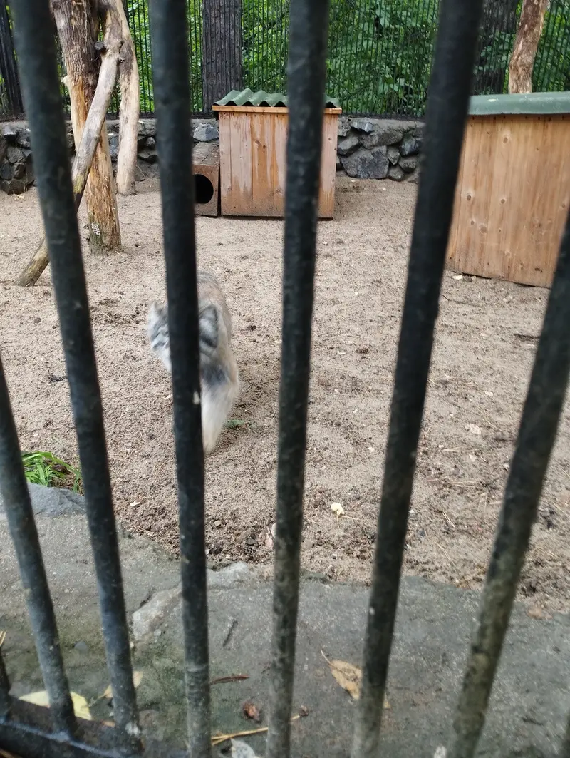 ノヴォシビルスク動物園のマヌルネコの写真