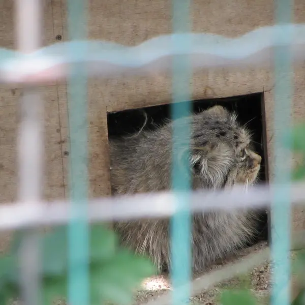 マクデブルク動物園のマヌエラの写真
