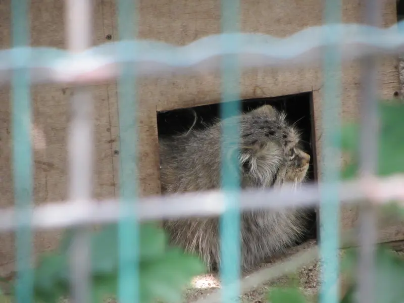 マクデブルク動物園のマヌエラの写真
