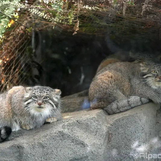 神戸どうぶつ王国のアズ、オトとメイの写真