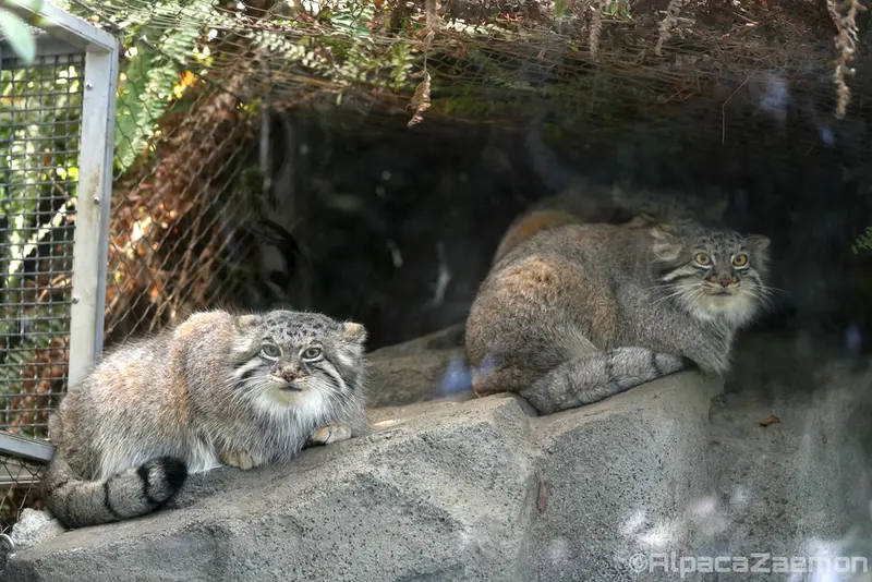 神戸どうぶつ王国のアズ、オトとメイの写真