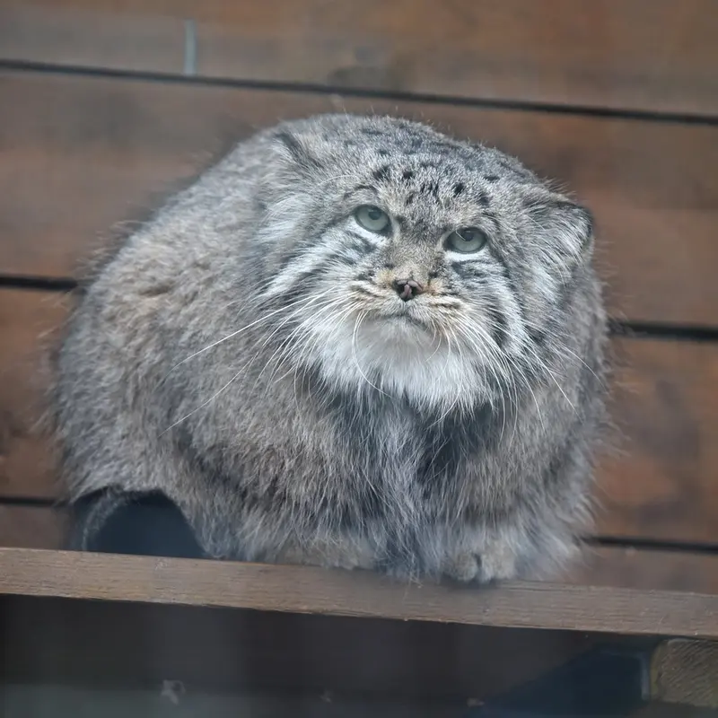 レニングラード動物園のスヴェンの写真