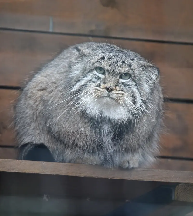 レニングラード動物園のスヴェンの写真