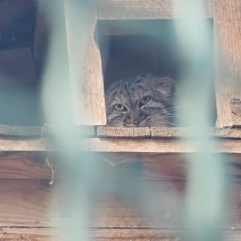 ブダペスト動物園・植物園のマヌルネコの写真