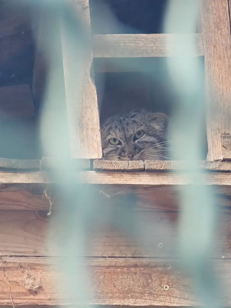 ブダペスト動物園・植物園のマヌルネコの写真