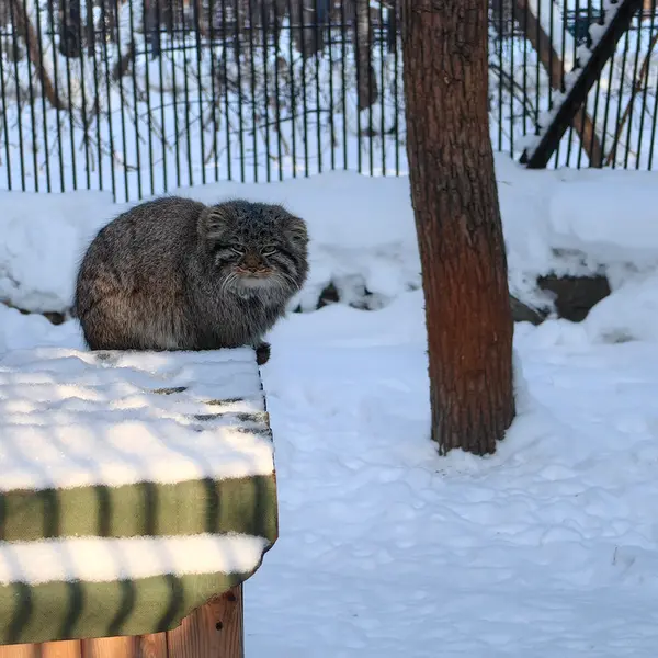 ノヴォシビルスク動物園のレオンの写真
