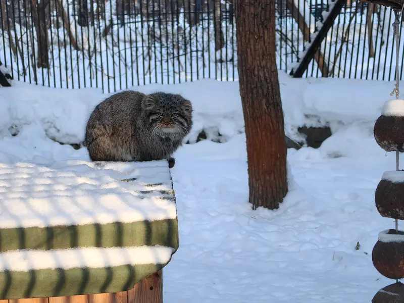 ノヴォシビルスク動物園のレオンの写真