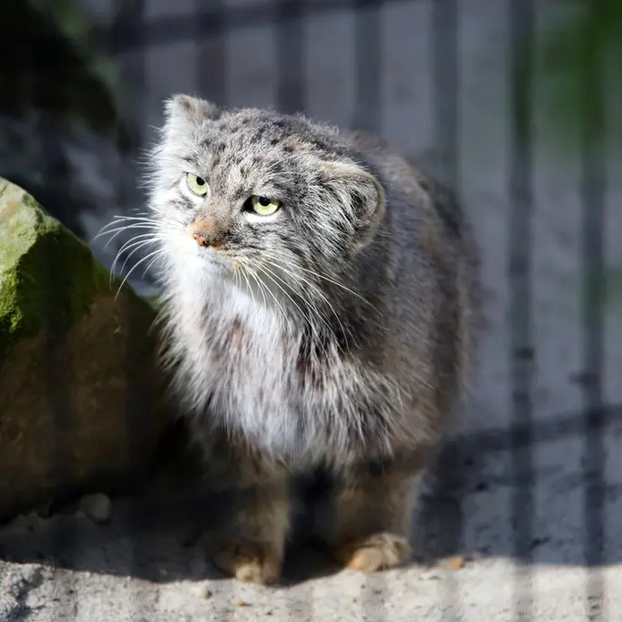 クラクフ動物園のツァスの写真