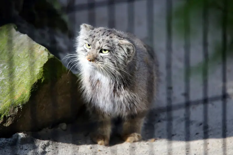 クラクフ動物園のツァスの写真