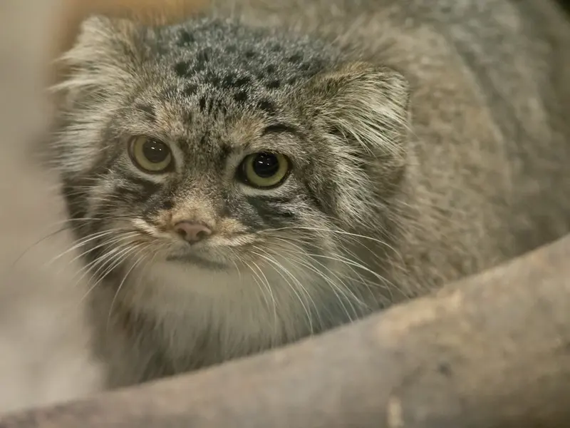 恩賜上野動物園のサフランの写真