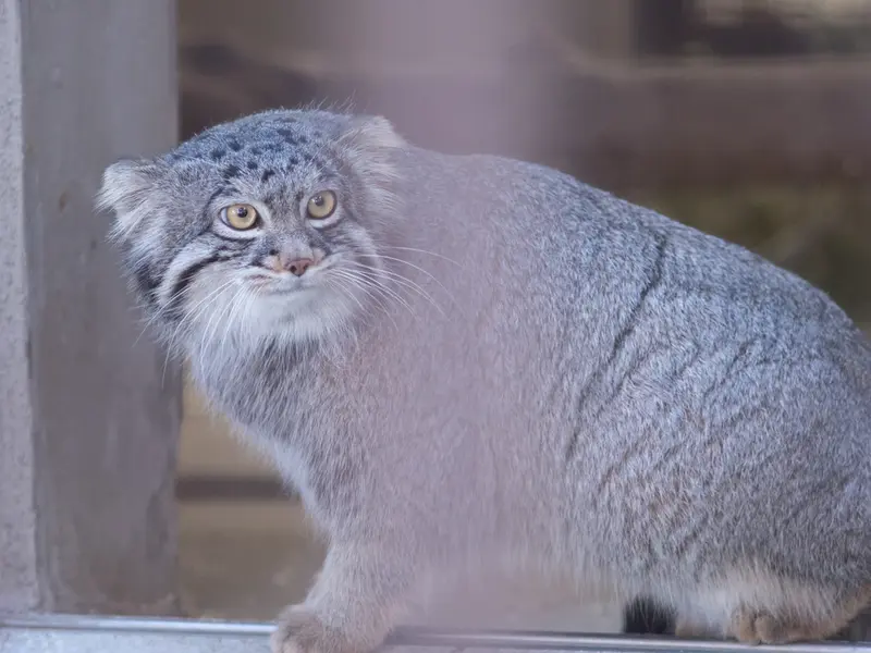 野毛山動物園のフィーガの写真