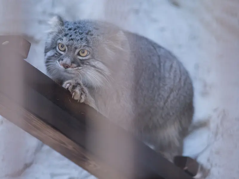 野毛山動物園のフィーガの写真