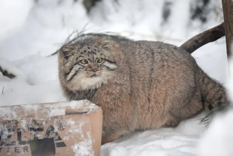 ノヴォシビルスク動物園のコソグラジクの写真
